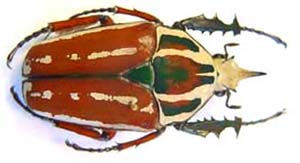 Mecynorhina ugandensis knirschi. Tesar.