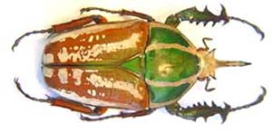 Mecynorhina ugandensis kuntzeni. Tesar.