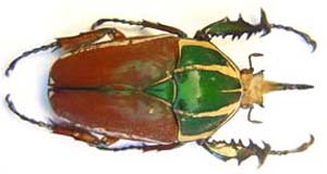 Mecynorhina ugandensis olivacea. Tesar.