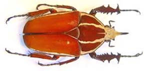 Mecynorhina ugandensis purkynei. Tesar.