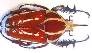 Mecynorhina ugandensis purkynei. Tesar. var