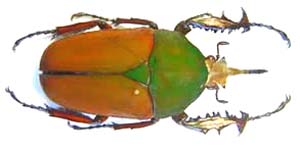 Mecynorhina ugandensis simplex. Tesar.