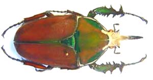 Mecynorhina ugandensis. Moser.  ssp