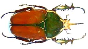 Mecynorhina ugandensis. Moser. f  bicolore