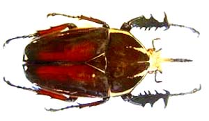Mecynorhina ugandensis. Moser. f  melanic
