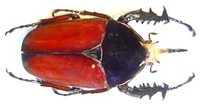 Mecynorhina ugandensis. Moser. f. bicolore 