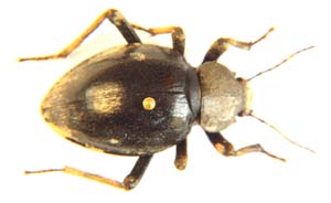 Psammodes sp.