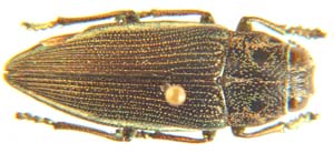 Damarsila sp.