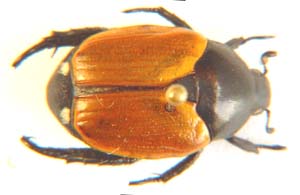 Popillia bipunctata.