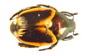 Popillia bipunctata.  ssp.