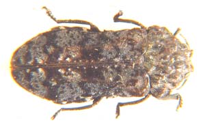 Phlocteis exasperata.