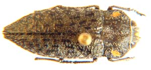 Oedisterna sp