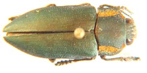 Oedisterna sp