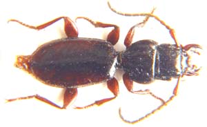 Carabidae sp.