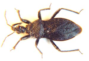 Reduviidae