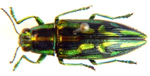 Parataenia chrysochlora.