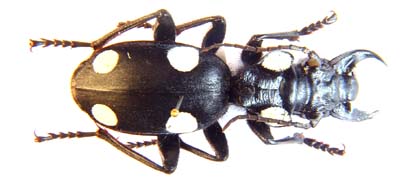 Anthia sexguttata.