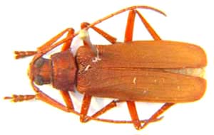 Anomotoma lesnei