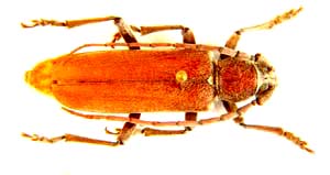 Pronidae.