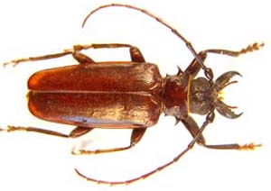 Anthracocentrus capensis