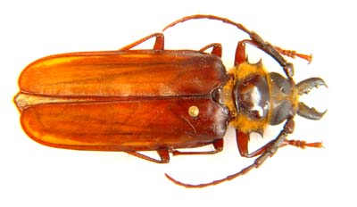 Bracheocentrus duvivieri.