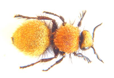 Ronisia crudelis  (Velvet ant  )