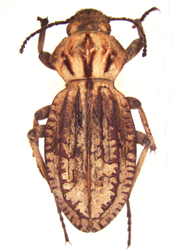 Trachynotus reticulatus  (De Geer)