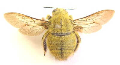   Xylocopa caffra.