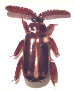 Paussidae sp.