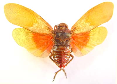 Acnephora torrida