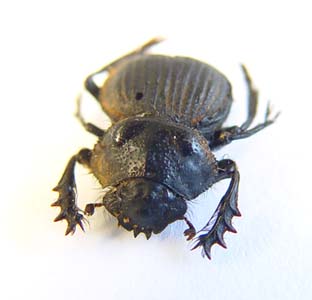 Pachysoma  sp.