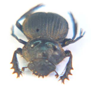 Pachysoma  sp.