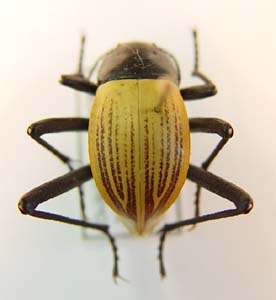 Onymacris Langi Langi