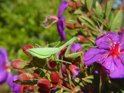 Sphodromantis gastrica ( Mantidis )