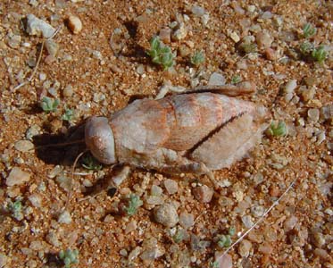 Trachypetrella sp. ( Stone Grassopper.)