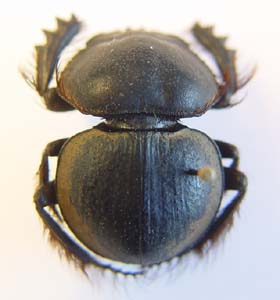 Pachysoma enrodi