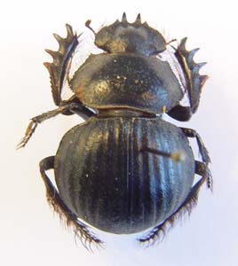 Pachysoma fitzsimonsi