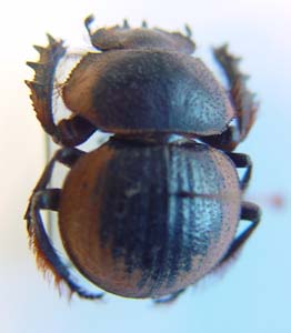 Pachysoma gariepinus