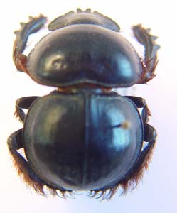 Pachysoma glentoni