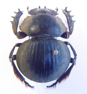 Pachysoma marginatum