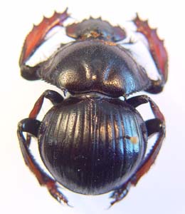 Pachysoma rodriguesi