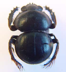 Pachysoma rotundigena