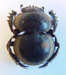 Pachysoma striatus