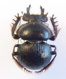 Pachysoma valeflorae