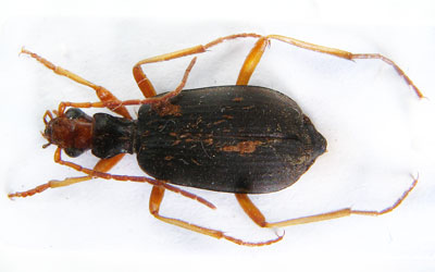 Carabidae sp