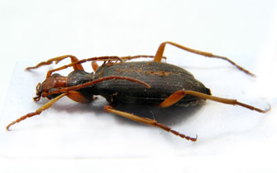 Carabidae sp