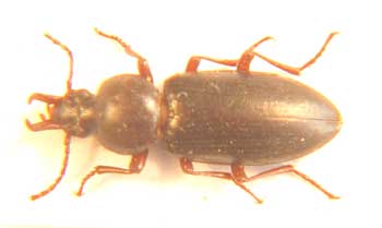 Tenebrionidae sp