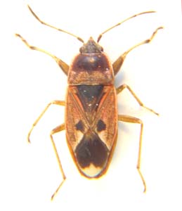 Rhyparochromus moerens.