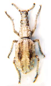 Weevil sp.