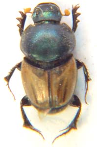 Phalops  sp.